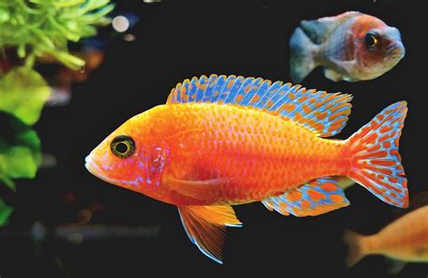 dodligt vatten akvarifisk