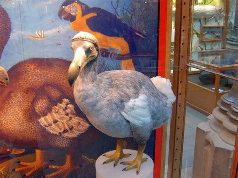 Dodo Bird Behavior