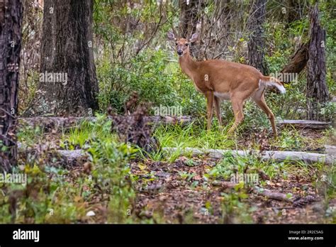 doe florida