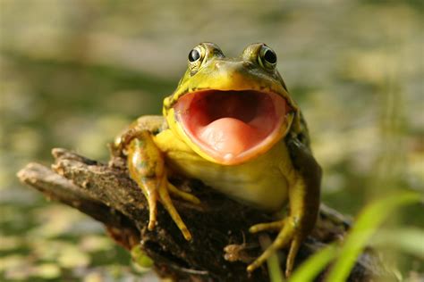 Does A Frog Have Teeth