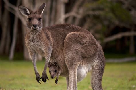 Does A Kangaroo Have A Mother Too