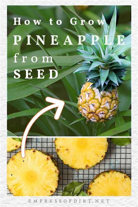 Does A Pineapple Have Seeds
