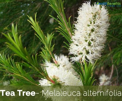 does a tea tree come from australia