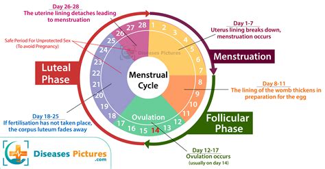 does a womans menstrual cycle change with age