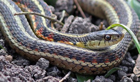 does alaska have snakes