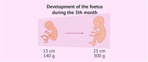 does baby move in 5th month pregnancy age