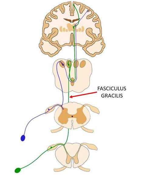 Does Fasciculus Gracilis Do Upper Or Lower Extremity