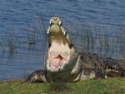 does florida have crocodiles