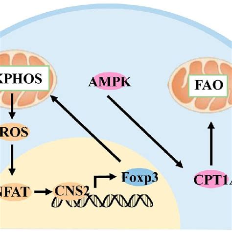 Does Increasing Oxphos Chaneg T Cell Differentiation