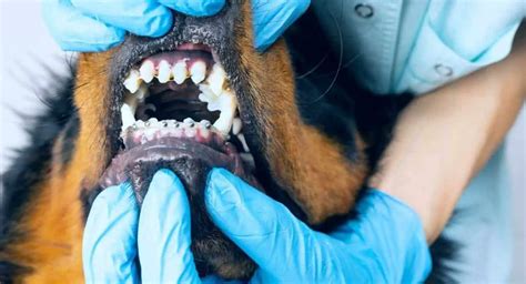 does kissing someone with braces affect dogs health