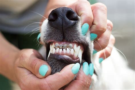 does kissing someone with braces hurt dogs teeth