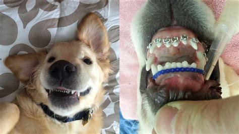does kissing someone with braces hurt dogs teeth
