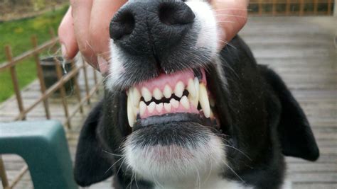 does kissing with braces hurt dogs teeth cause