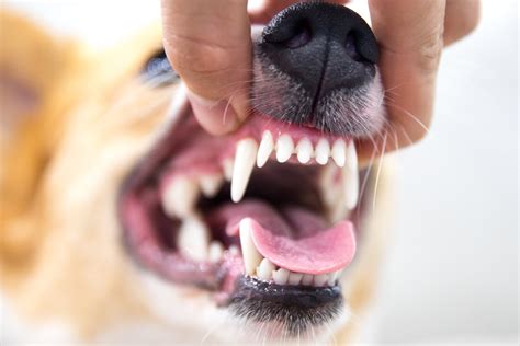 does kissing with braces hurt dogs teeth cause