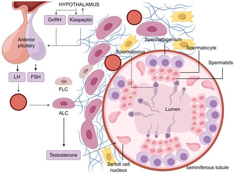 Does Lh Target Theca Cells