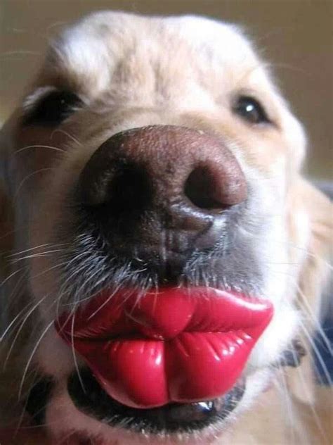 does lip shape affect kissing dogs videos funny