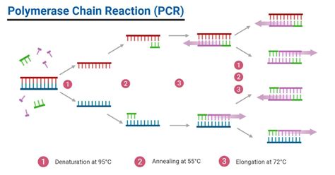 Does Pcr Use Semi Conservative Replication