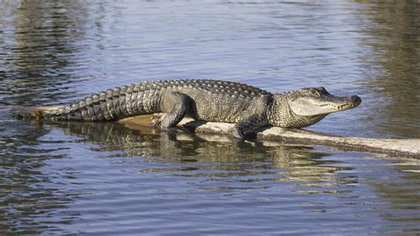 does texas have alligators