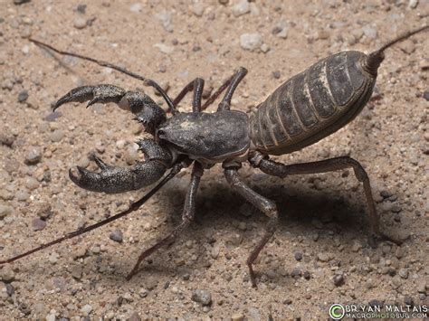 does vinegar kill scorpions