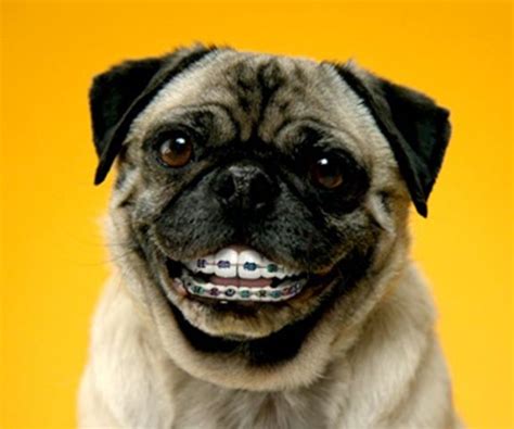 does wearing braces affect kissing dogs pictures funny