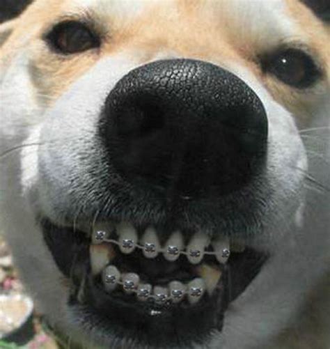 does wearing braces affect kissing dogs pictures images