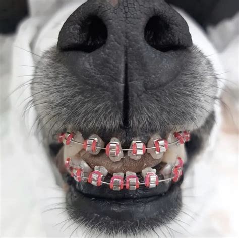 does wearing braces affect kissing dogs pictures images