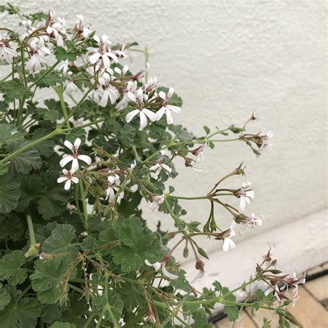 doftpelargon marias blomma