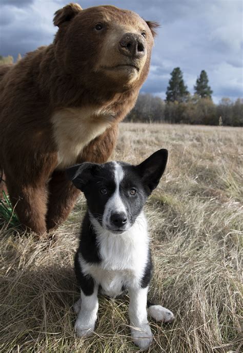 Dog And Bear