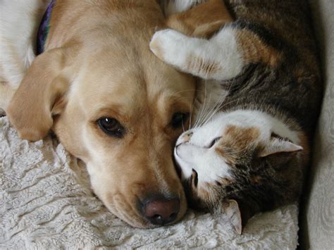 Dog And Cat Friendship