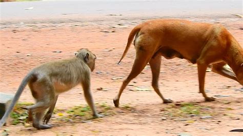 Dog And Monkey Mating