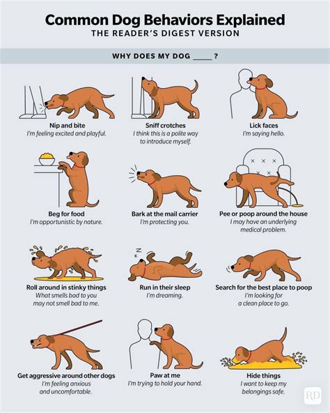 Dog Behavior And Owner Behavior Questions And Answers Current Dog Problems And Solutions Volume 3