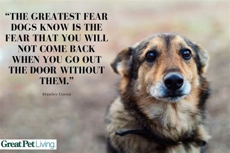 Dog Best Friend Quotes