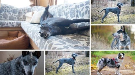 Dog Blue Flm