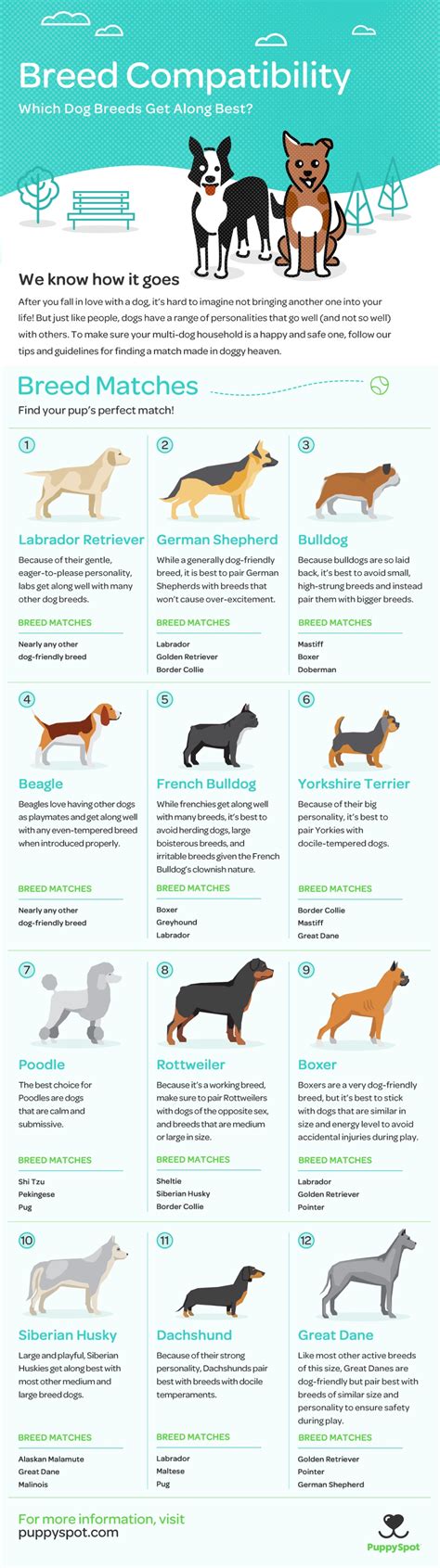 Dog Breed Compatibility Chart