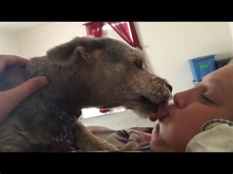 dog breed kisses youtube