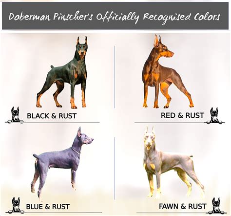 dog color