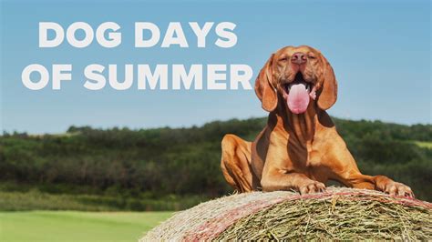 Dog Days Are