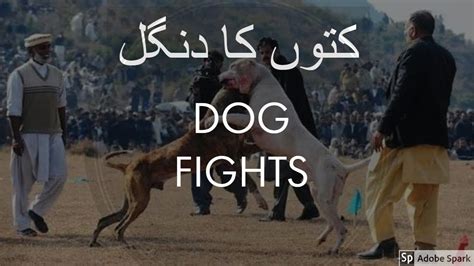 dog fight in pakistan sargodha dailymotion er