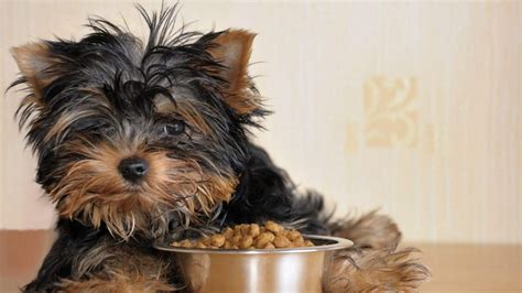 Dog Food for Yorkshire Terrier