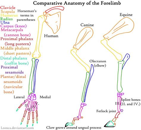 Dog Forelimb Anatomy