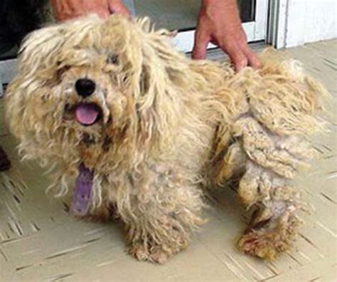 Dog Fur Matted