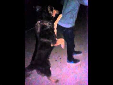 Dog Human Mating