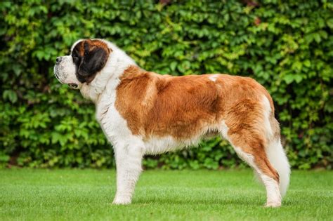 Dog In Beethoven