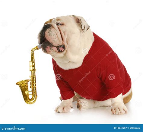 dog instrument