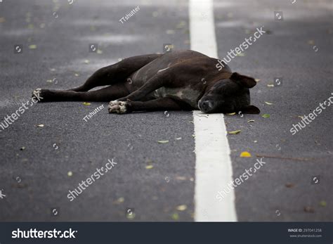 Dog Is Dead