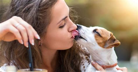 dog kissing face meaning english