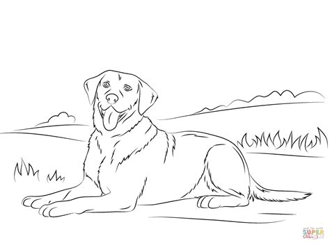 Dog Labrador Retriever Coloring Page Color Your Own Black Lab Coloring Page - Black Lab Coloring Page