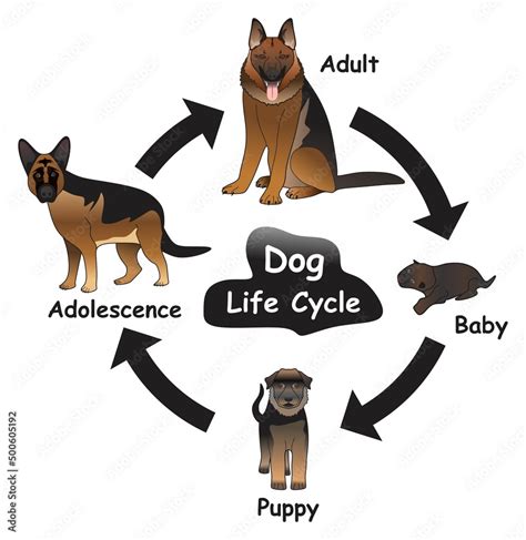 Dog Life Cycle And Parts Of A Dog Life Cycle Of Dog - Life Cycle Of Dog