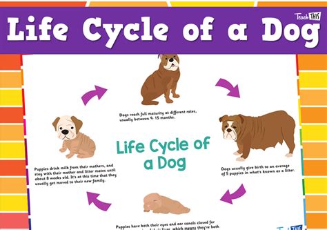 Dog Life Cycle Animal Lifecycles Interactive Classorbit Life Cycle Of Dog - Life Cycle Of Dog