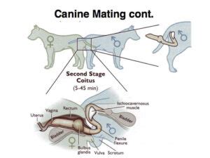 Dog mating animation